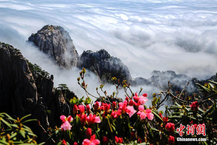 雨上がりの黃山に広がる雲(yún)海とツツジの花の絶景　安徽省