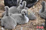 ふわふわの毛に覆われたコクチョウの赤ちゃん　長(zhǎng)春雕塑公園