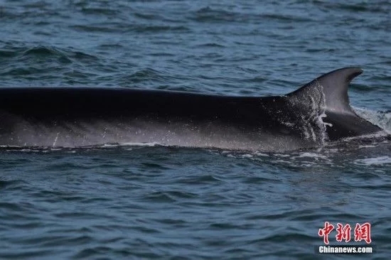 中國(guó)沿岸部にクジラの群れ現(xiàn)る