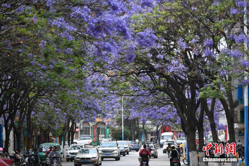 色鮮やかな「花の道」　紫雲(yún)木の花が咲き誇る昆明市の街中