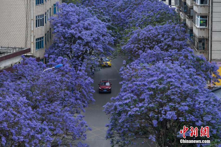 色鮮やかな「花の道」　紫雲(yún)木の花が咲き誇る昆明市の街中