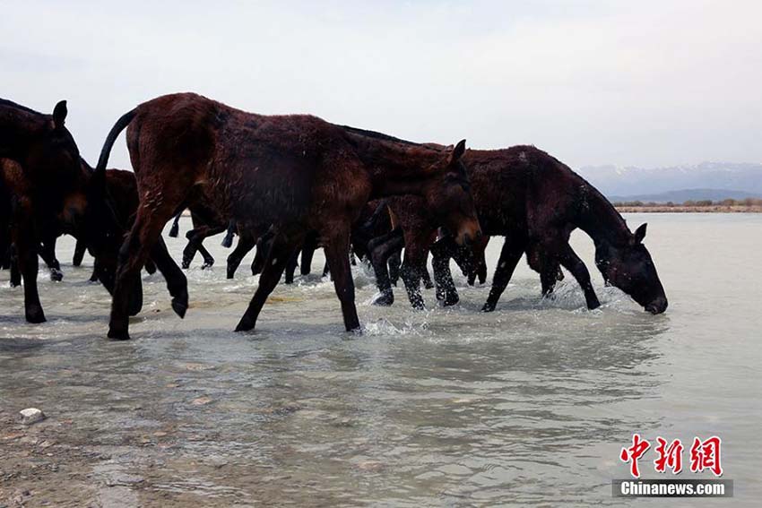 昭蘇県の大草原の水辺で水浴びをする「天馬」　新疆