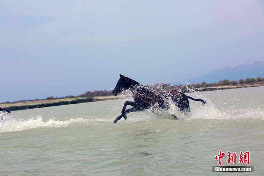 昭蘇県の大草原の水辺で水浴びをする「天馬」　新疆