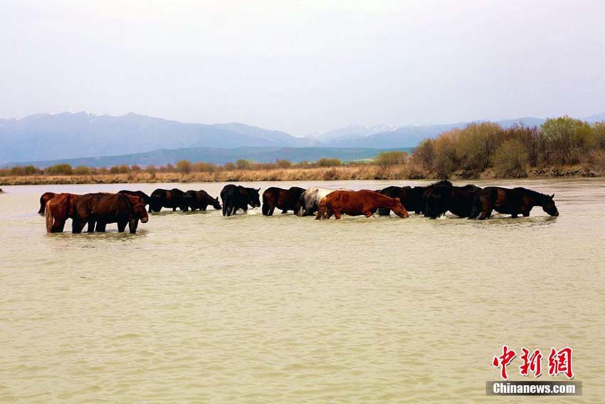 昭蘇県の大草原の水辺で水浴びをする「天馬」　新疆