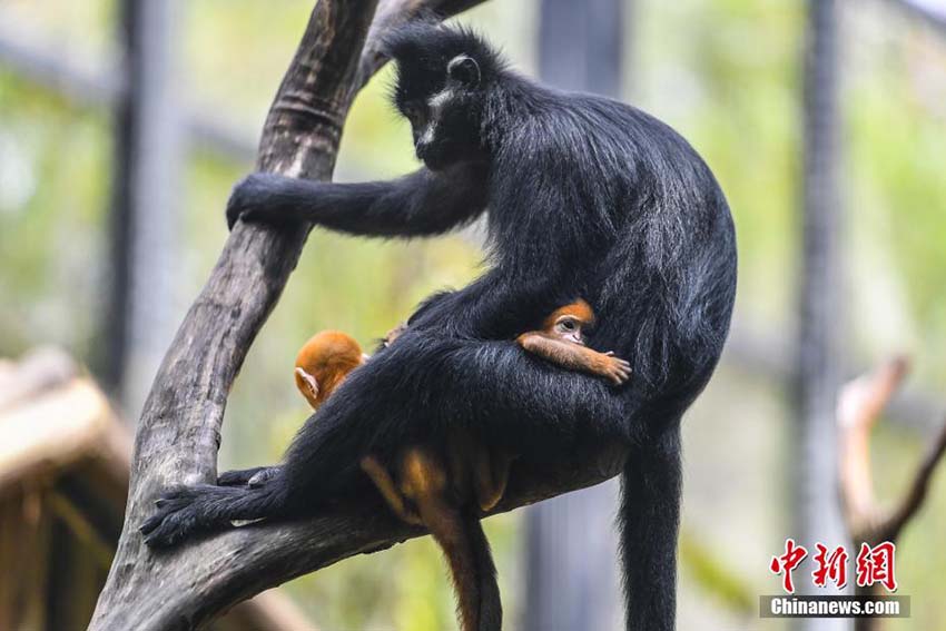 広州の動物園で生活する世界初のフランソワルトンの雌雄雙子の赤ちゃん