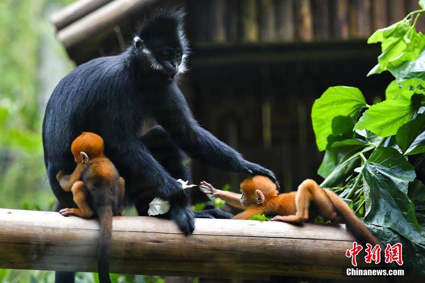 広州の動物園で生活する世界初のフランソワルトンの雌雄雙子の赤ちゃん