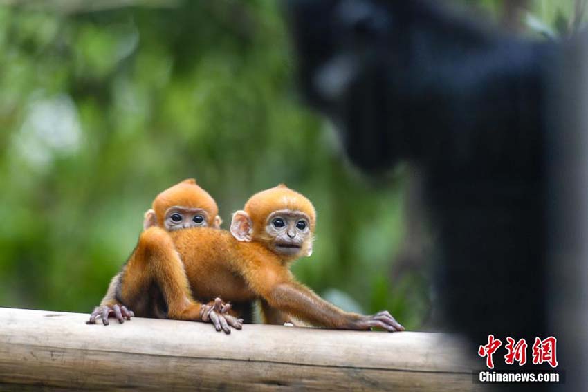 広州の動物園で生活する世界初のフランソワルトンの雌雄雙子の赤ちゃん