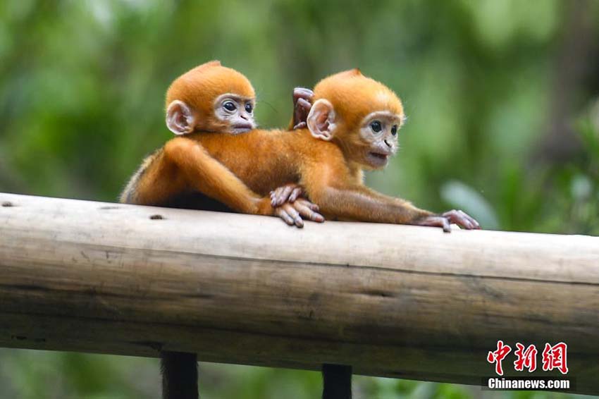 広州の動(dòng)物園で生活する世界初のフランソワルトンの雌雄雙子の赤ちゃん