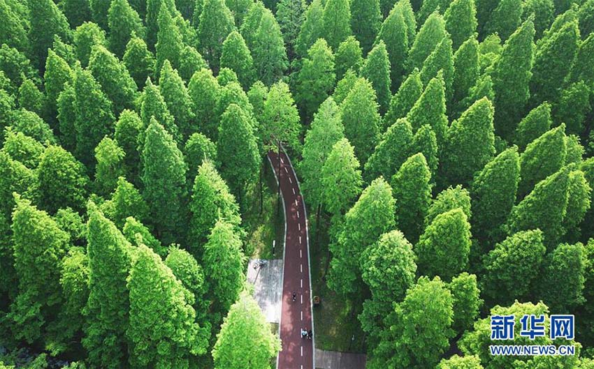 青々とした森林広がる絶景　江蘇省の黃海國(guó)家森林公園