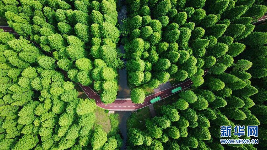 青々とした森林広がる絶景　江蘇省の黃海國家森林公園