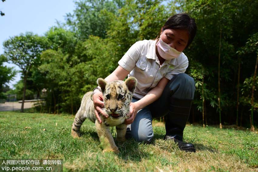 育児放棄されたトラの赤ちゃんすくすく育つ　山東省