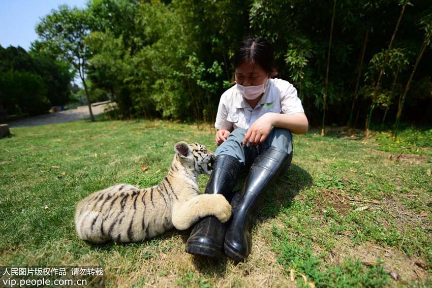 育児放棄されたトラの赤ちゃんすくすく育つ　山東省