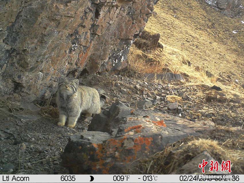 瀾滄江源地區(qū)でマヌルネコの活動を捉えた映像公開