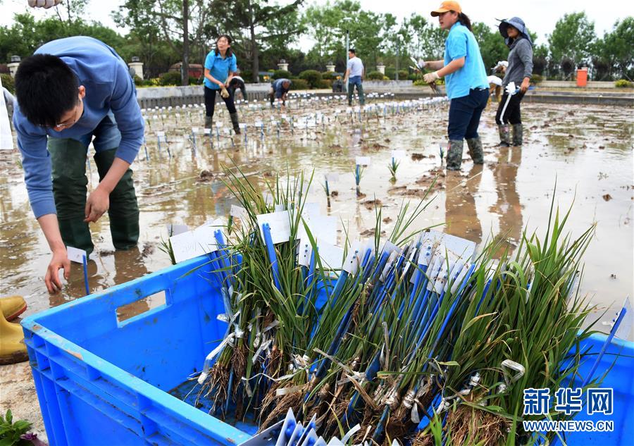 青島市で実験用の海水稲の栽培を開始