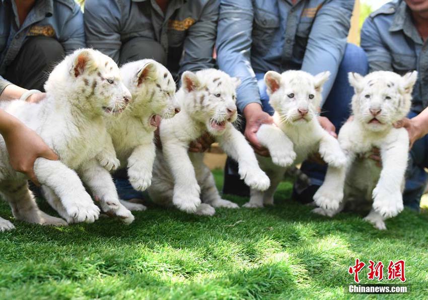 済南野生動(dòng)物世界で5つ子のホワイトタイガーの赤ちゃん公開　山東省