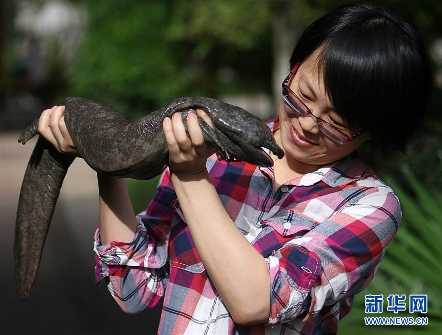 チュウゴクオオサンショウウオの新たな種が発見