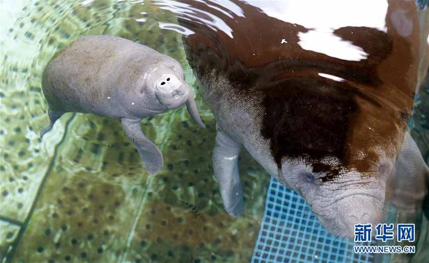 珠海長隆海洋王國でアフリカマナティーの赤ちゃん誕生　広東省