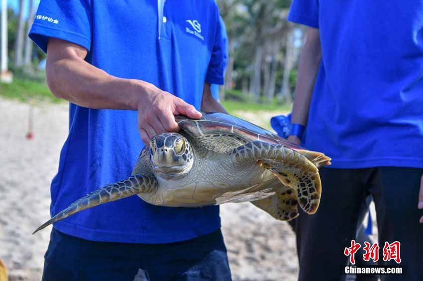 「世界亀の日」にウミガメ37匹を海に放す　海南省