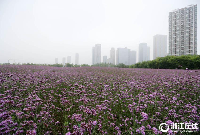 一面に広がる紫色の花の海 杭州のヤナギハナガサの花畑