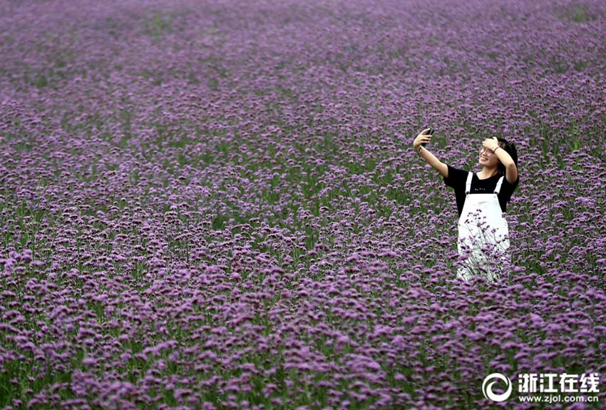 一面に広がる紫色の花の海 杭州のヤナギハナガサの花畑