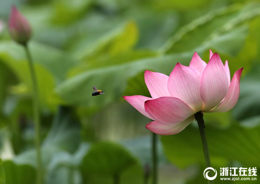 美しく幻想的なハスの花　杭州?西湖でシーズン先立ち一部が開花