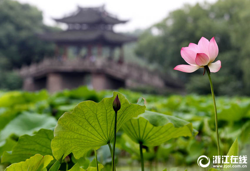 美しく幻想的なハスの花　杭州?西湖でシーズン先立ち一部が開(kāi)花