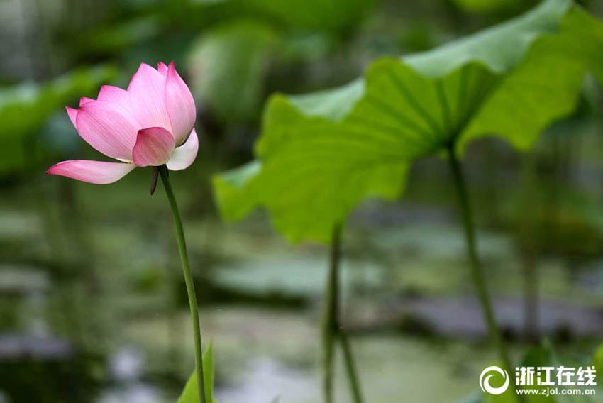 美しく幻想的なハスの花　杭州?西湖でシーズン先立ち一部が開花