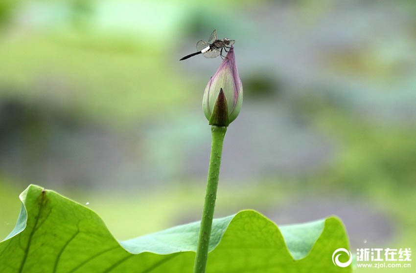 美しく幻想的なハスの花　杭州?西湖でシーズン先立ち一部が開(kāi)花