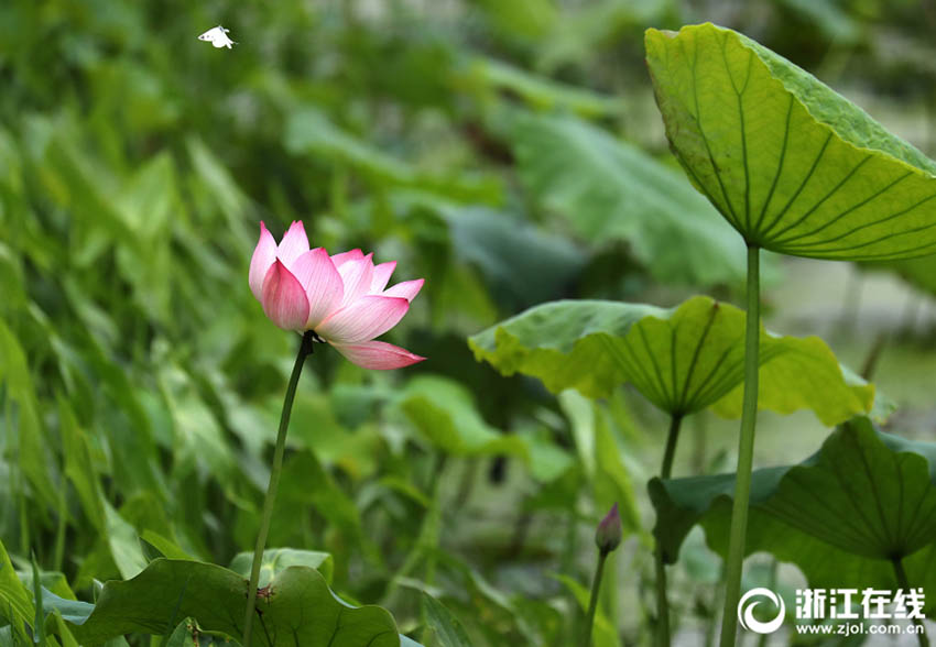 美しく幻想的なハスの花　杭州?西湖でシーズン先立ち一部が開花