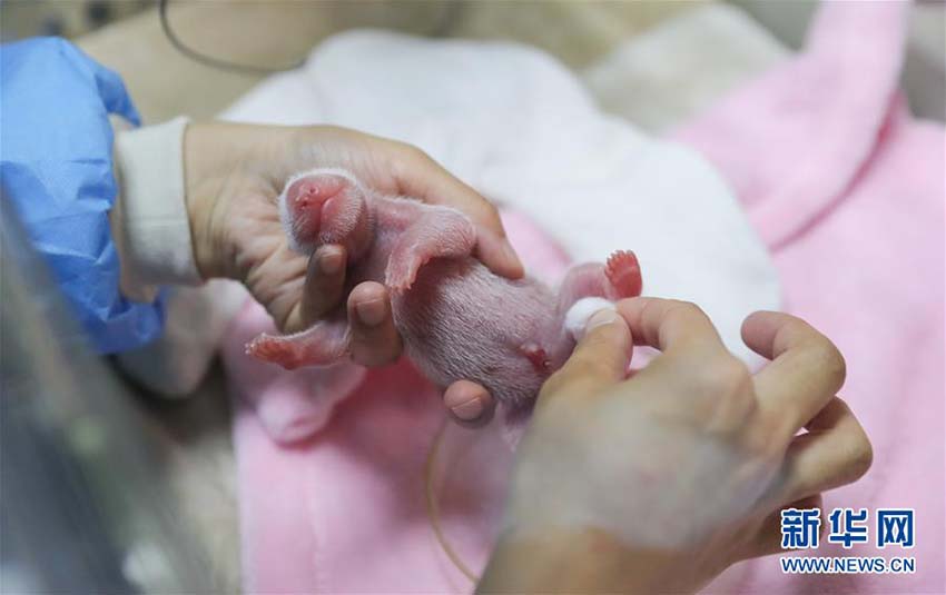 成都パンダ繁育研究基地でオスメス雙子の赤ちゃんパンダが誕生