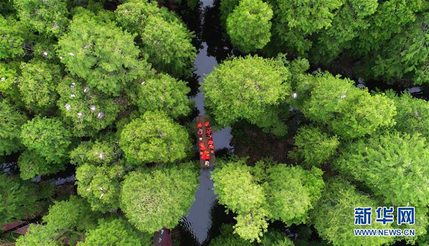 まるで絵巻物の世界、「水上森林公園」を巡る　江蘇省