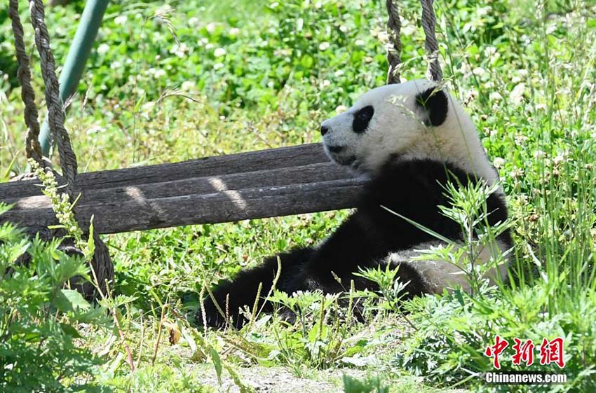 ポカポカの日差しにのんびり、ゆったり、まったりの赤ちゃんパンダ