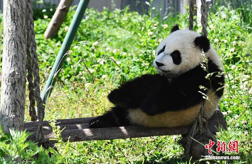 ポカポカの日差しにのんびり、ゆったり、まったりの赤ちゃんパンダ