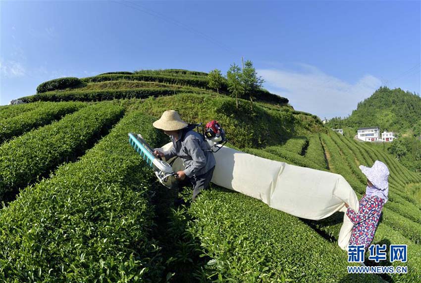 湖北省宣恩県で夏茶の収穫シーズン　機械化で作業(yè)効率アップ