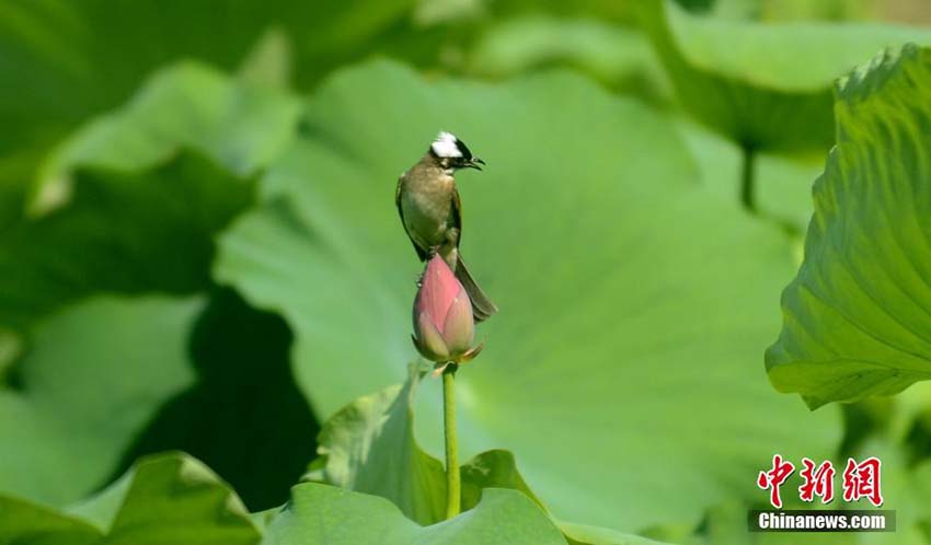 ちょっと一休み　ハスの蕾と小鳥(niǎo)の美しいコラボ　江蘇省