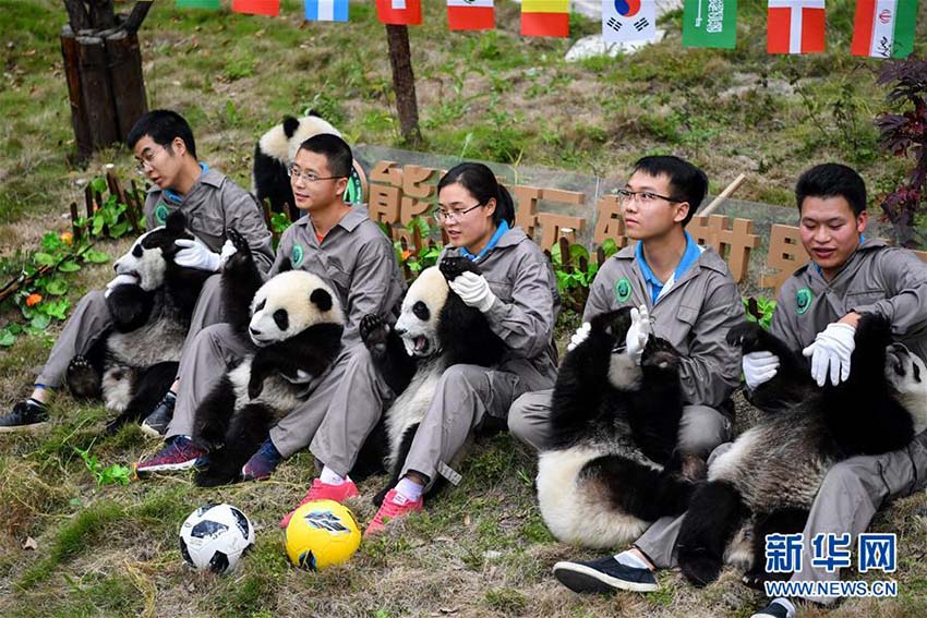 祝W杯開(kāi)幕！赤ちゃんパンダも「パンダサッカー大會(huì)」　四川省