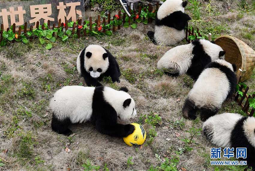 祝W杯開(kāi)幕！赤ちゃんパンダも「パンダサッカー大會(huì)」　四川省