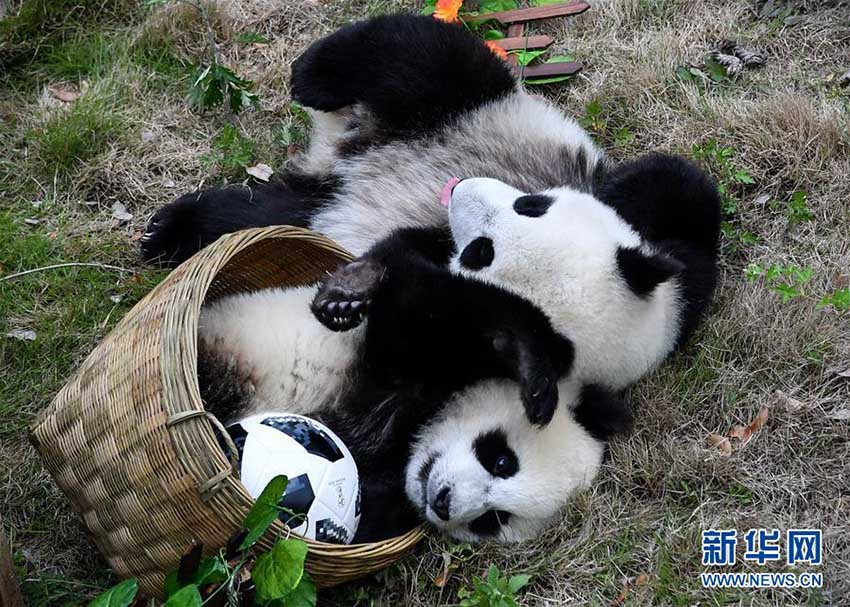 祝W杯開幕！赤ちゃんパンダも「パンダサッカー大會(huì)」　四川省