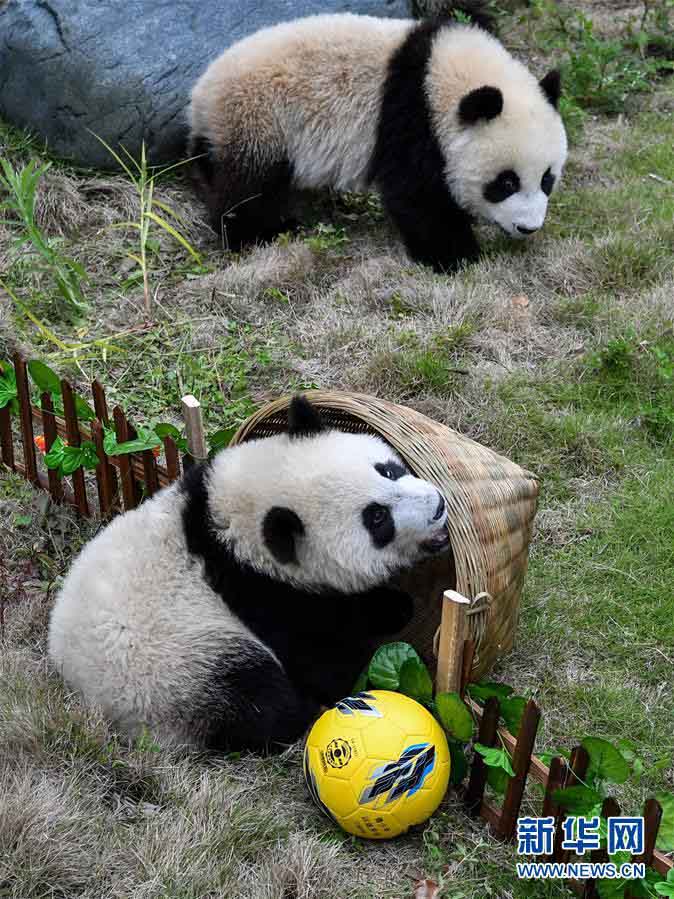 祝W杯開幕！赤ちゃんパンダも「パンダサッカー大會(huì)」　四川省