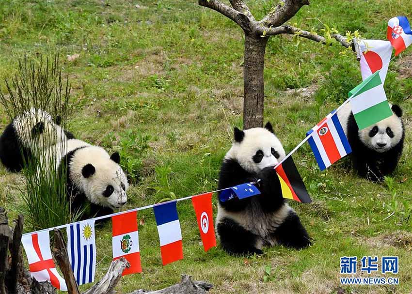 祝W杯開(kāi)幕！赤ちゃんパンダも「パンダサッカー大會(huì)」　四川省