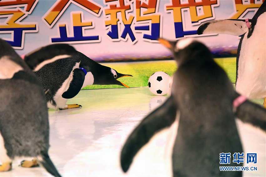 ペンギンもW杯に參戦！