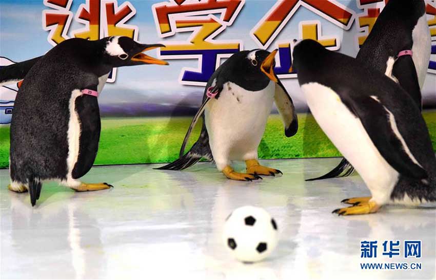 ペンギンもW杯に參戦！