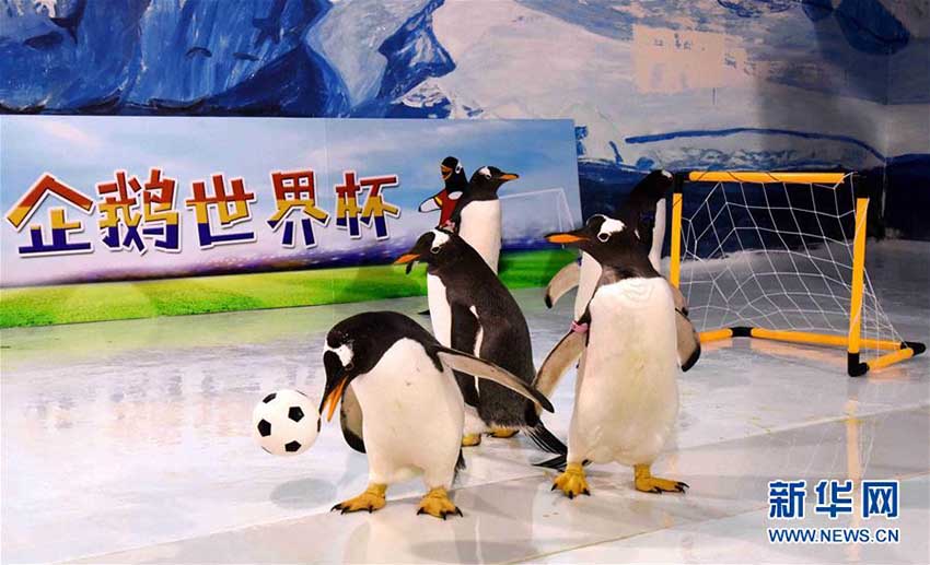 ペンギンもW杯に參戦！