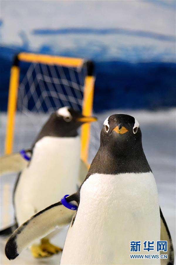 ペンギンもW杯に參戦！