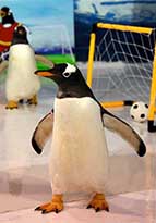 ペンギンもW杯