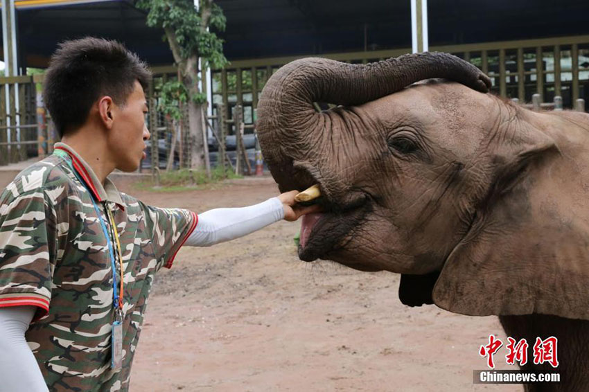 お父さん、いつもありがとう！動(dòng)物園の「パパ」たち