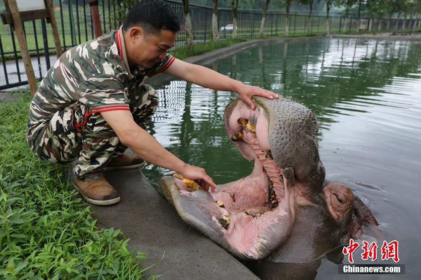 お父さん、いつもありがとう！動物園の「パパ」たち