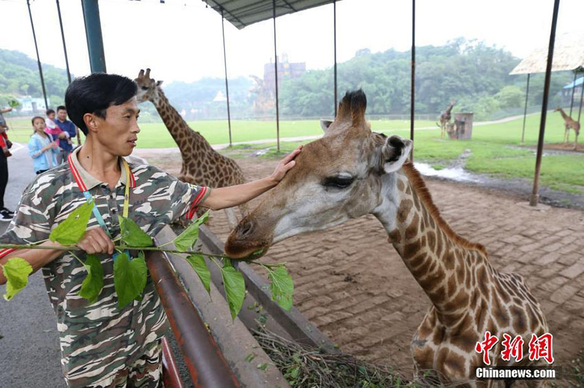 お父さん、いつもありがとう！動(dòng)物園の「パパ」たち