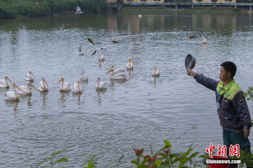 お父さん、いつもありがとう！動(dòng)物園の「パパ」たち