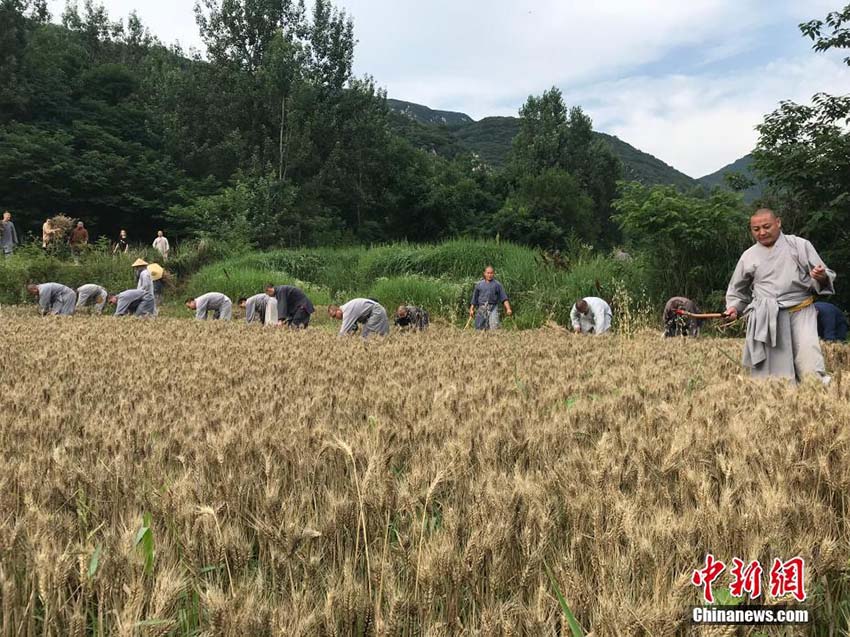 小麥の収穫も修行のうち！少林寺の修行僧による「農(nóng)禪」　河南省